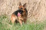 BERGER ALLEMAND 1396